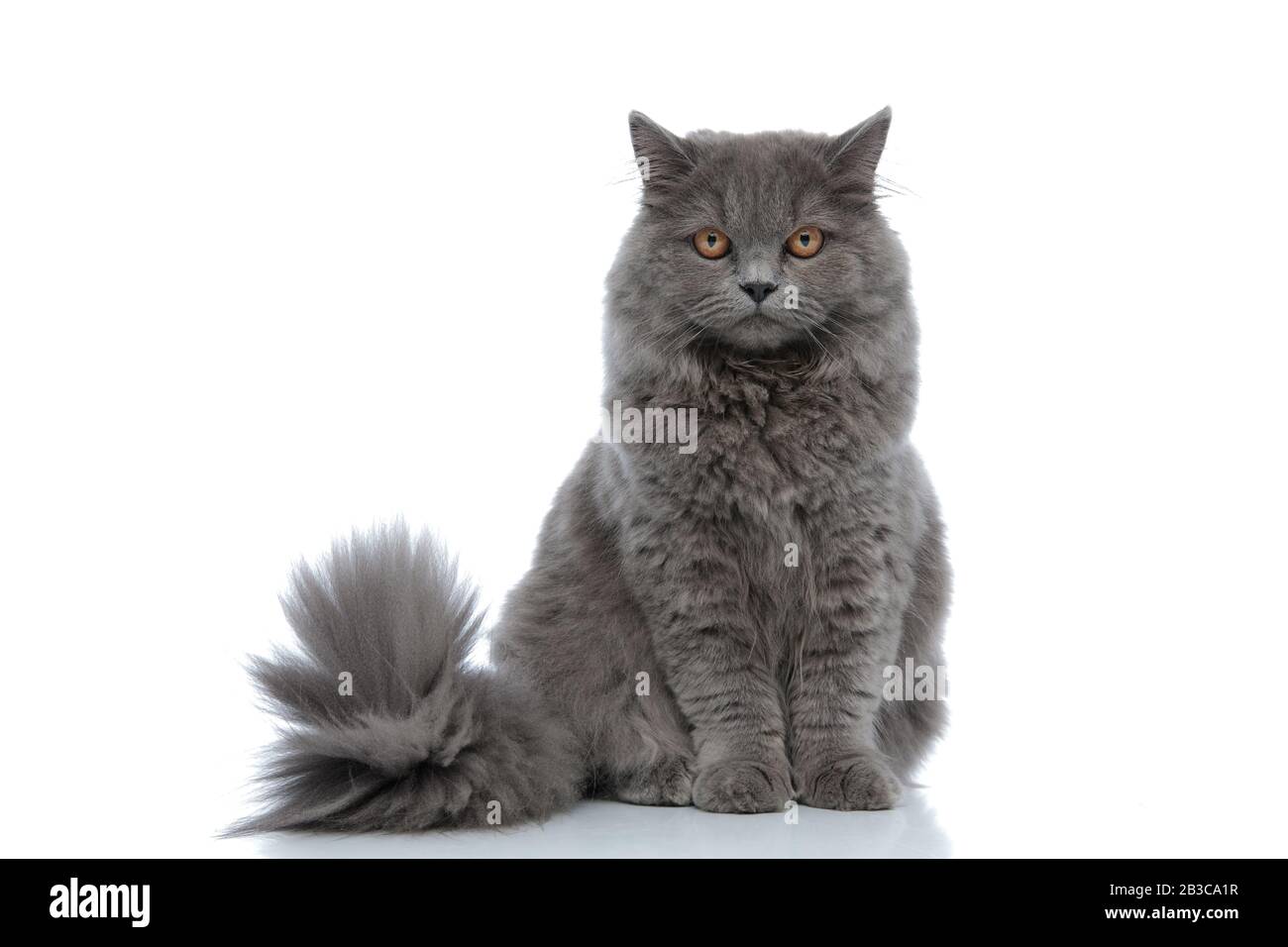 cute british longhair cat with gray fur sitting and staring at camera