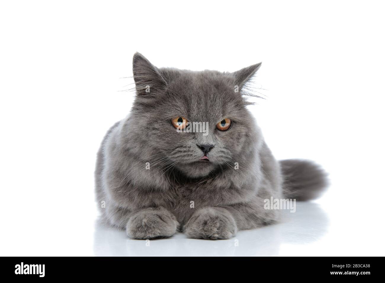 pretty british longhair cat with gray fur lying down and looking away