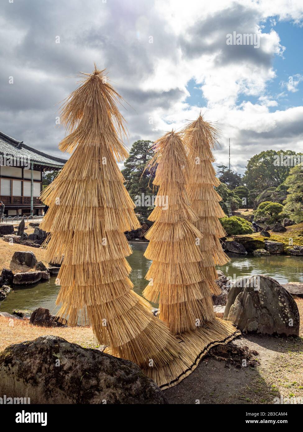 https://c8.alamy.com/comp/2B3CAM4/palm-trees-covered-with-straw-protectors-to-keep-warm-during-winter-2B3CAM4.jpg
