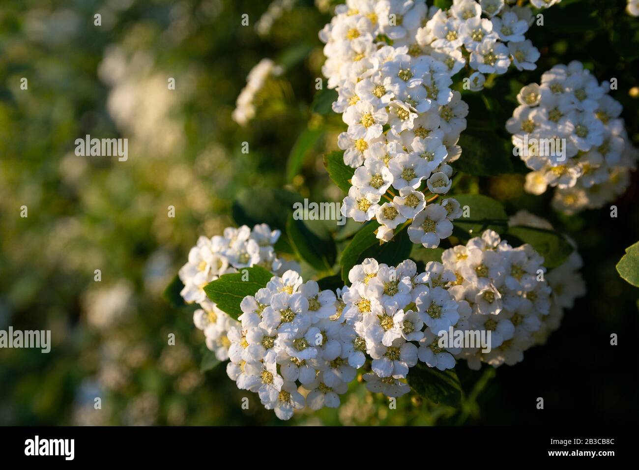Spirea flowers and green sheets are illuminated by sunlight. Nature Stock Photo