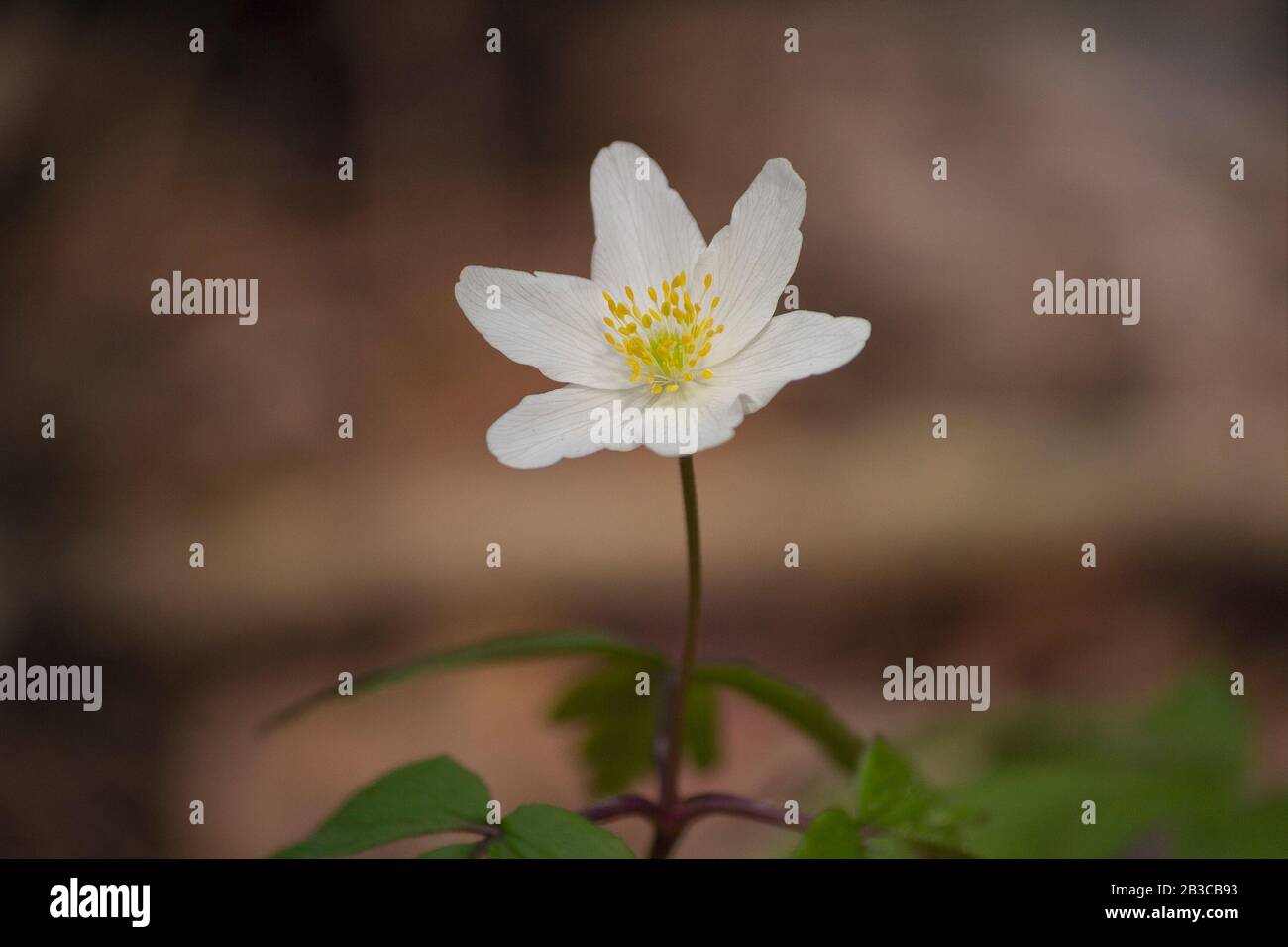Wood anemone (Anemone nemorosa) in shady wood, early spring flower in buttercup family Ranunculaceae Stock Photo