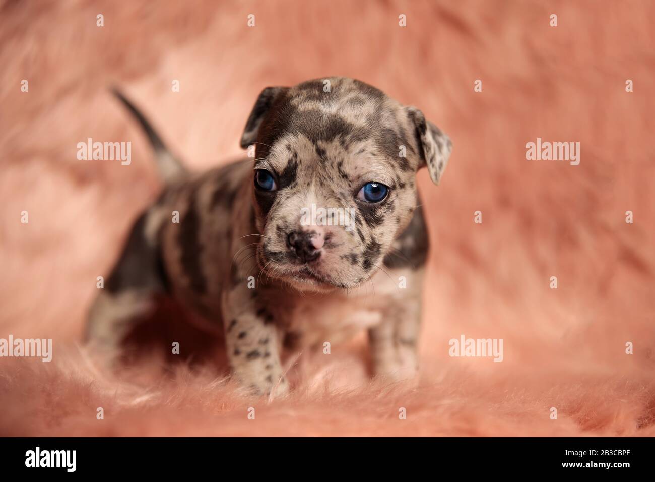 little american bully standing and looking to side on pink fur background in studio Stock Photo