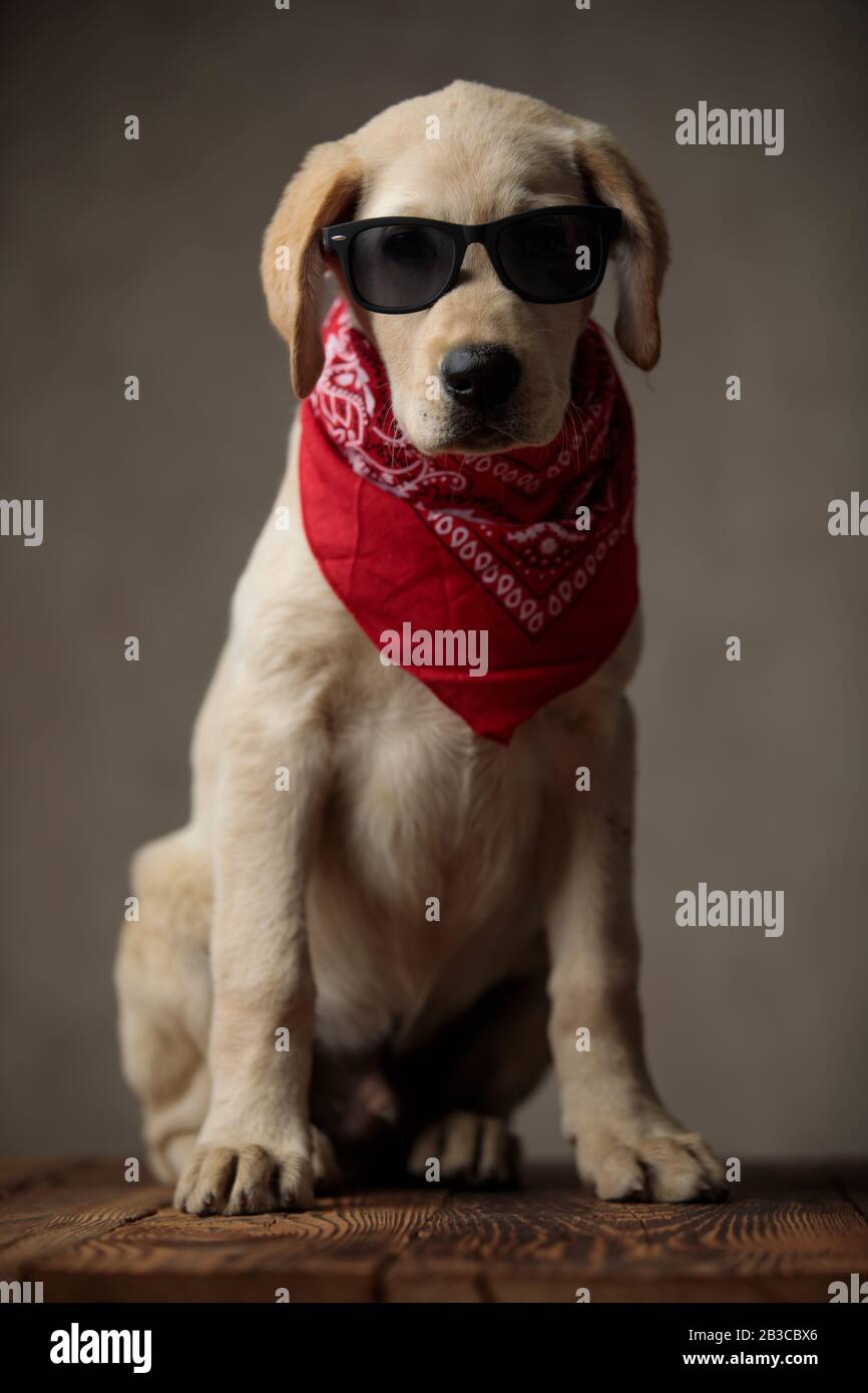 cute labrador retriever wearing red bandana and sunglasses, sitting on ...