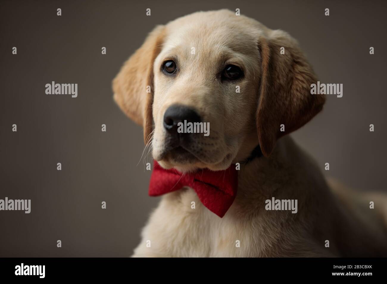 cute labrador retriever wearing red bowtie and looking to side, on ...