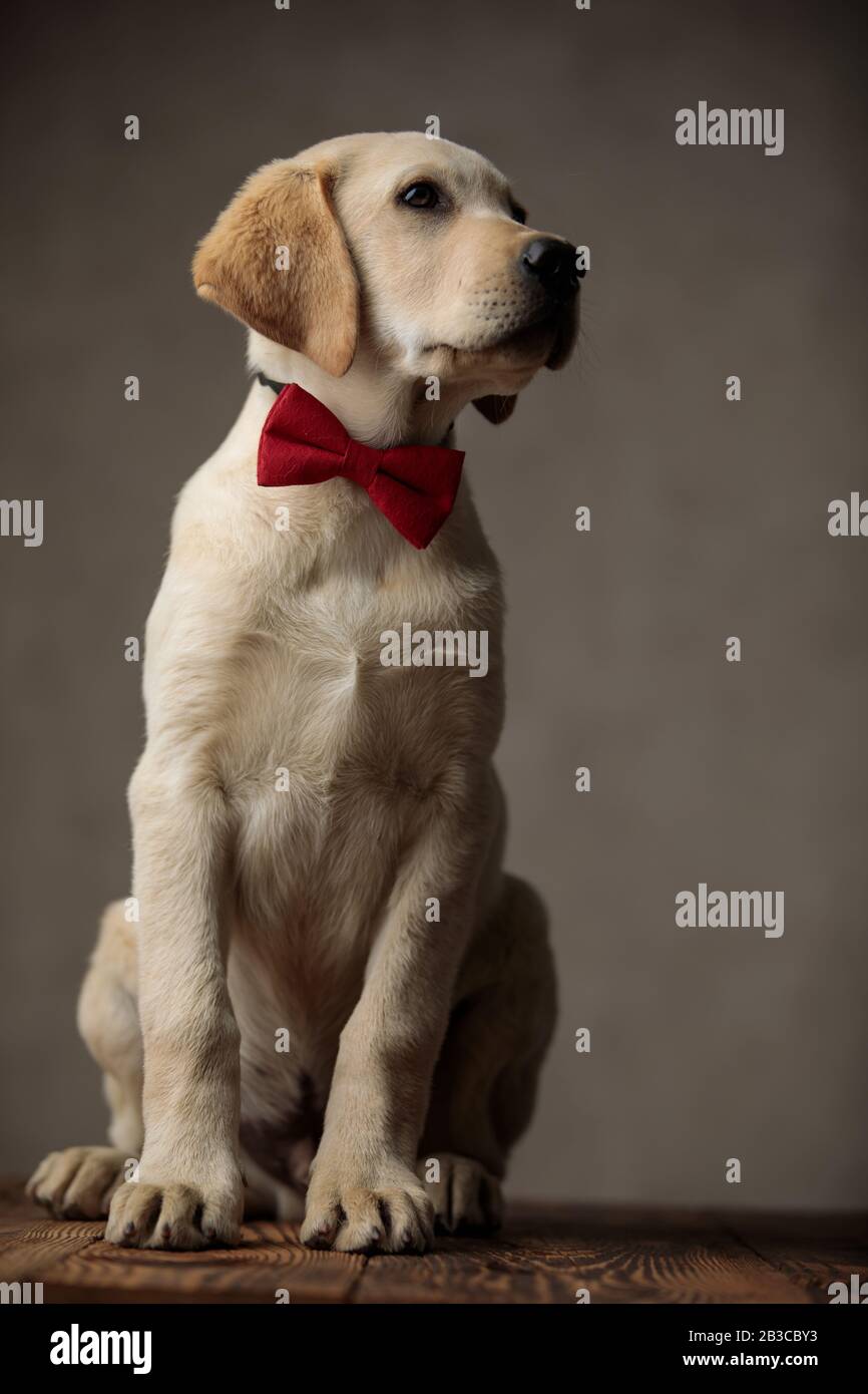cute labrador retriever wearing red bowtie and looking to side, sitting ...