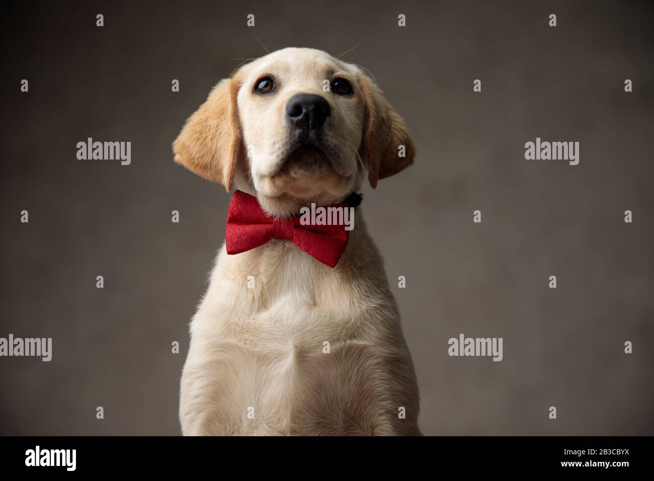 cute labrador retriever wearing red bowtie and looking up, on beige ...