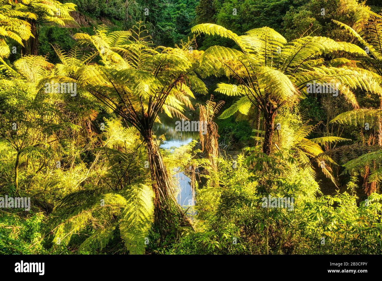 swamp and river water deep in the dense lush green new zealand native bush with lots of native Punga tree  ferns Stock Photo
