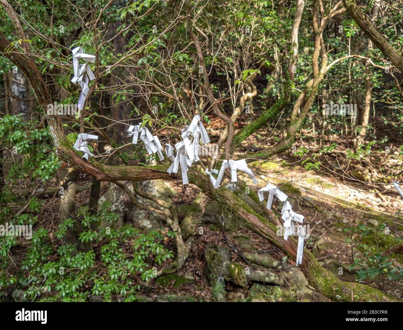 Prayers written on folded white paper and tied to tree in Kyoto, Japan. Stock Photo