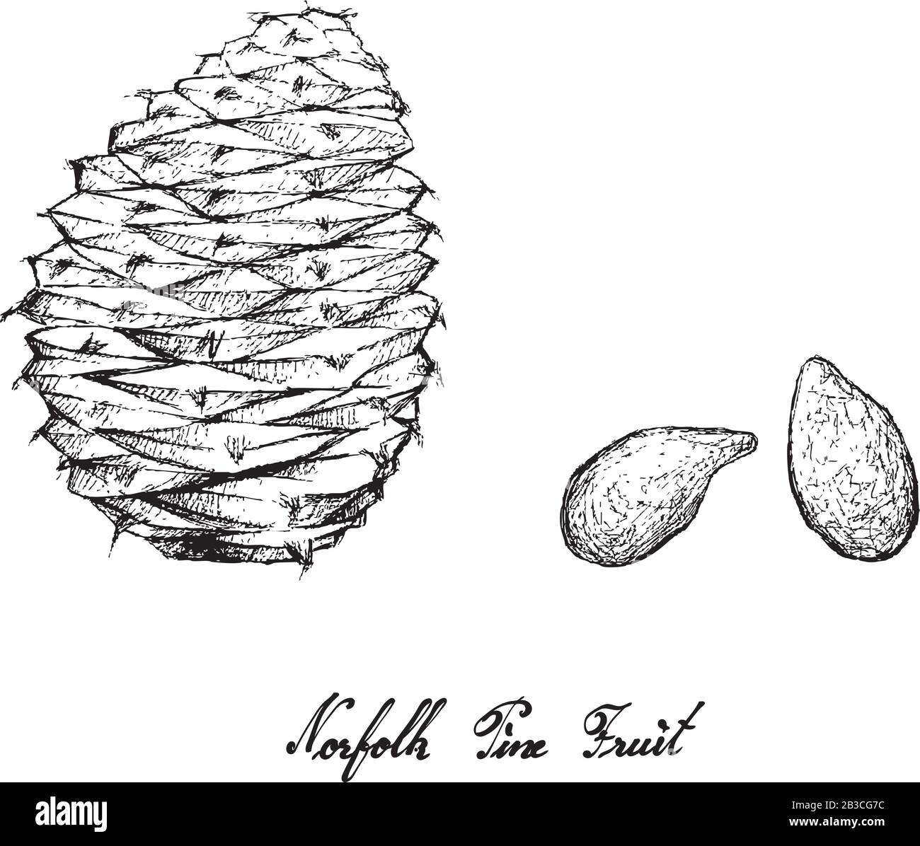 Illustration Hand Drawn Sketch of Norfolk Pine Cone and Seed Isolated White Background. Stock Vector