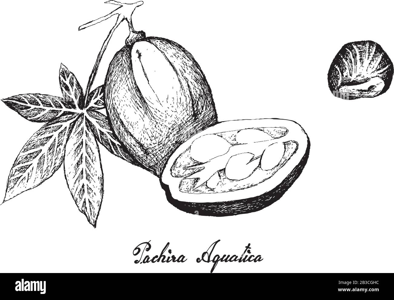 Illustration Hand Drawn Sketch of Pachira Aquatica, Malabar Chestnut, French Peanut or Guiana Chestnut Fruits on Tree Branch. Stock Vector