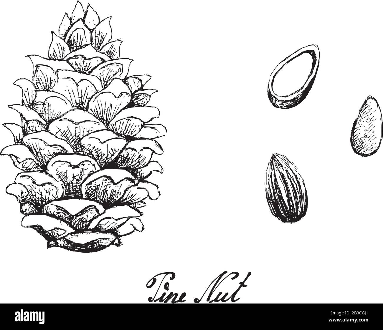 Illustration Hand Drawn Sketch of Pine Cone with Pine Nuts Isolated White Background. Stock Vector