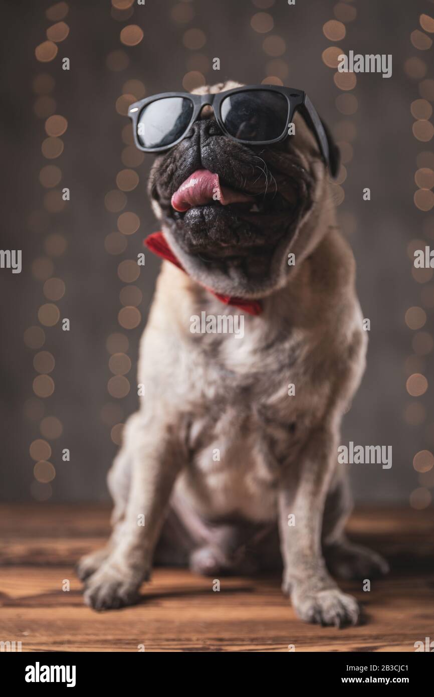 147 Pug Sunglasses Stock Photos, High-Res Pictures, and Images