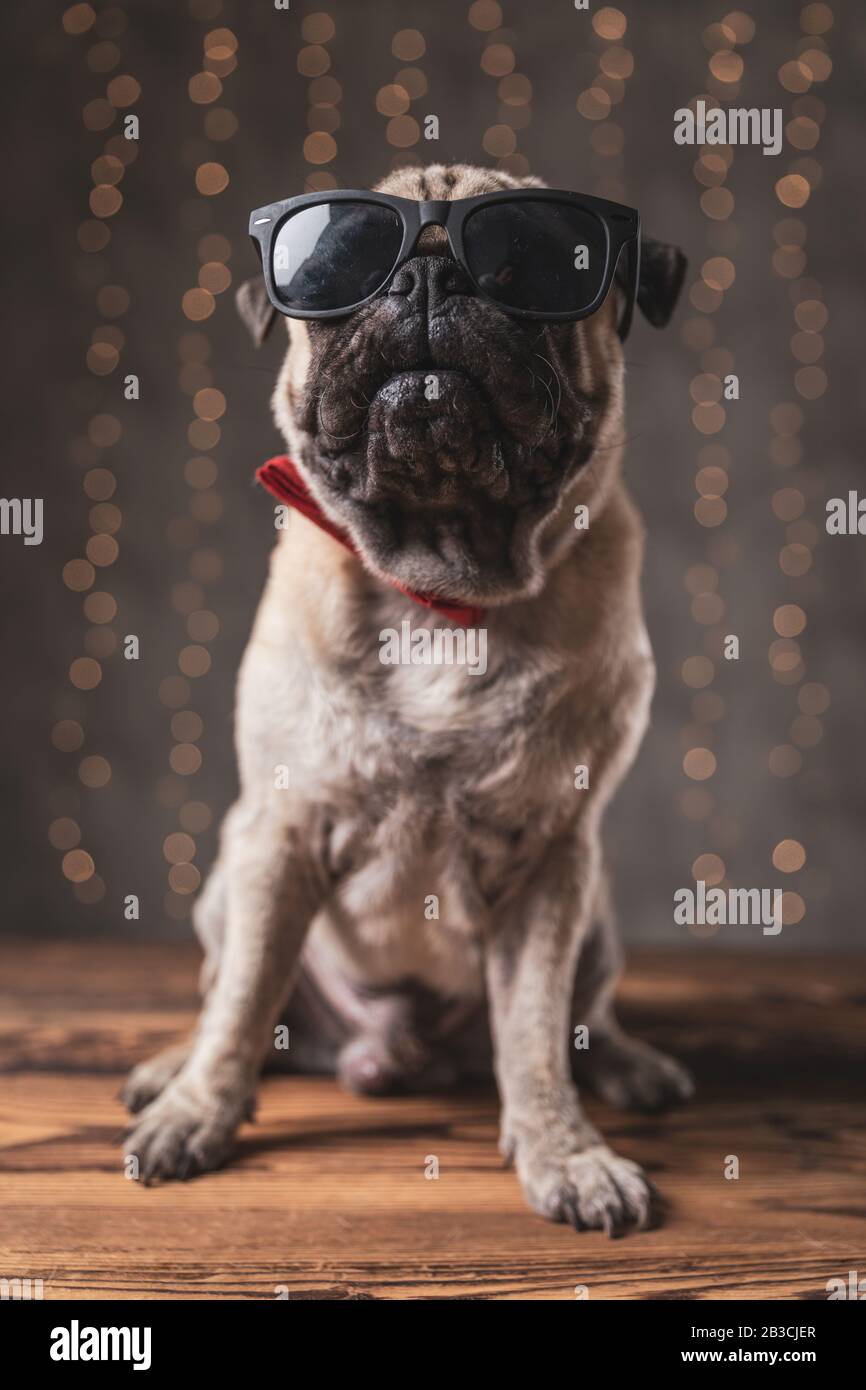 beautiful pug dog wearing sunglasses sitting and posing with cool