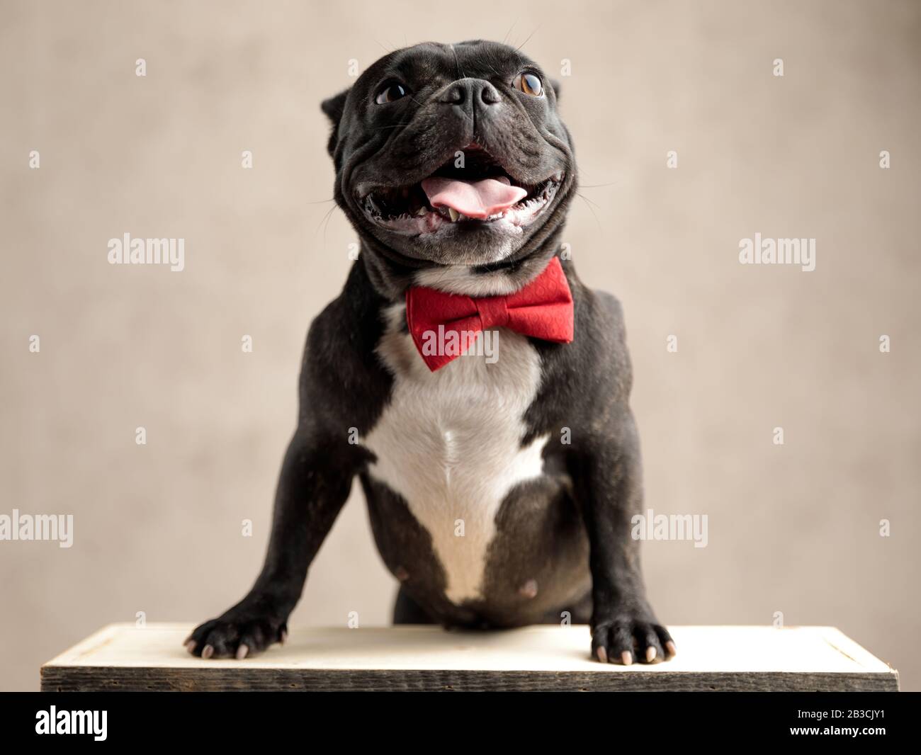 alert french bulldog wearing bowtie standing on hind legs with tongue ...