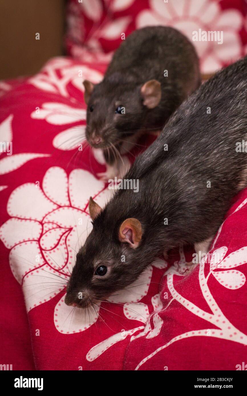 Two fancy pet black rats dumbo ears versus regular ears Stock Photo Alamy