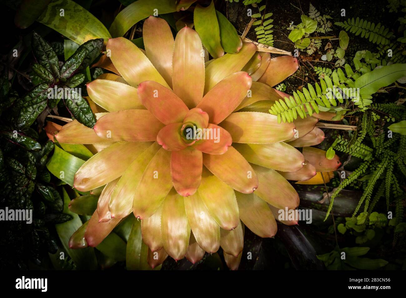 Beautiful bromeliad plant - top view Stock Photo