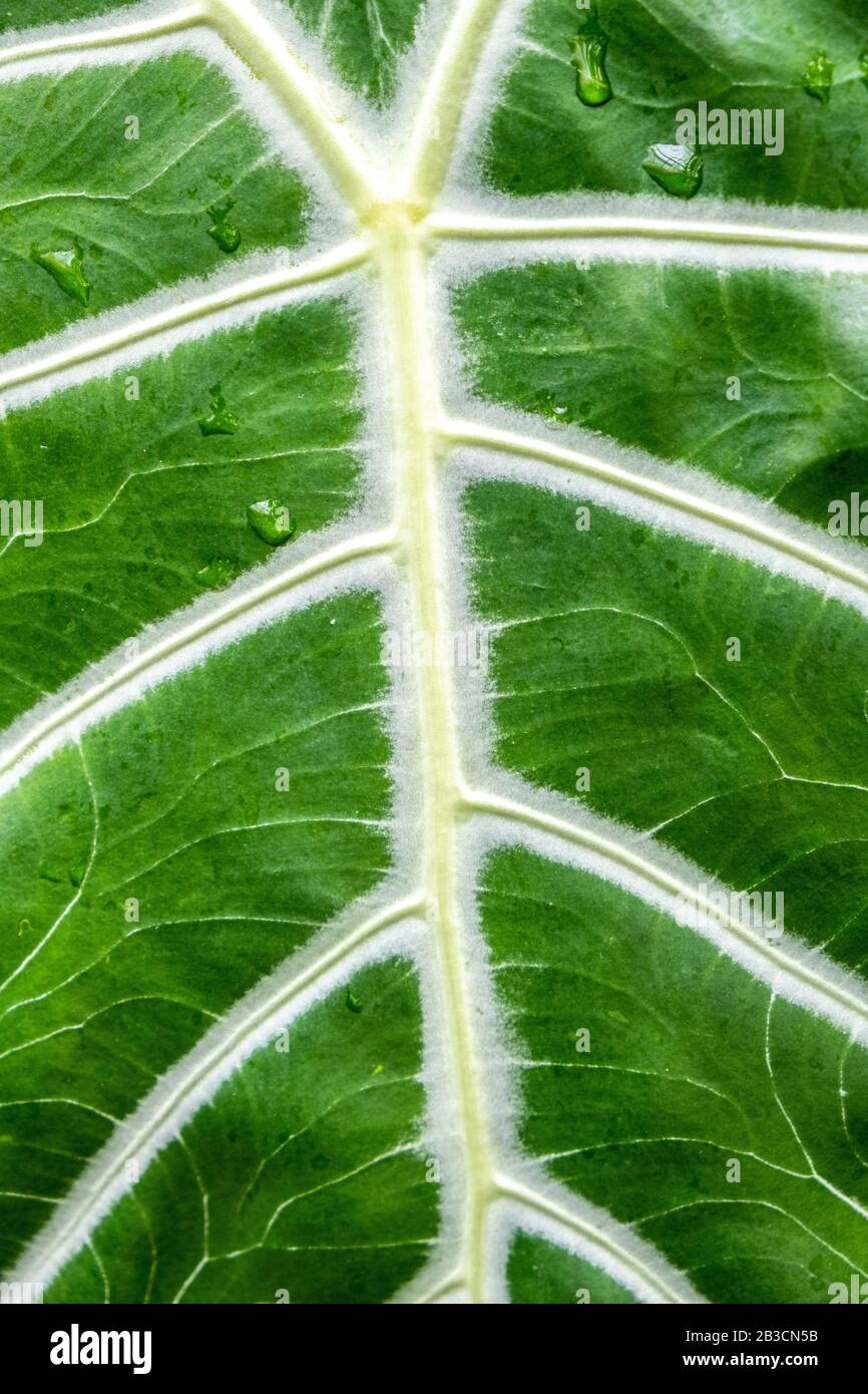 Extreme closeup of large green tropical leaf with white veins