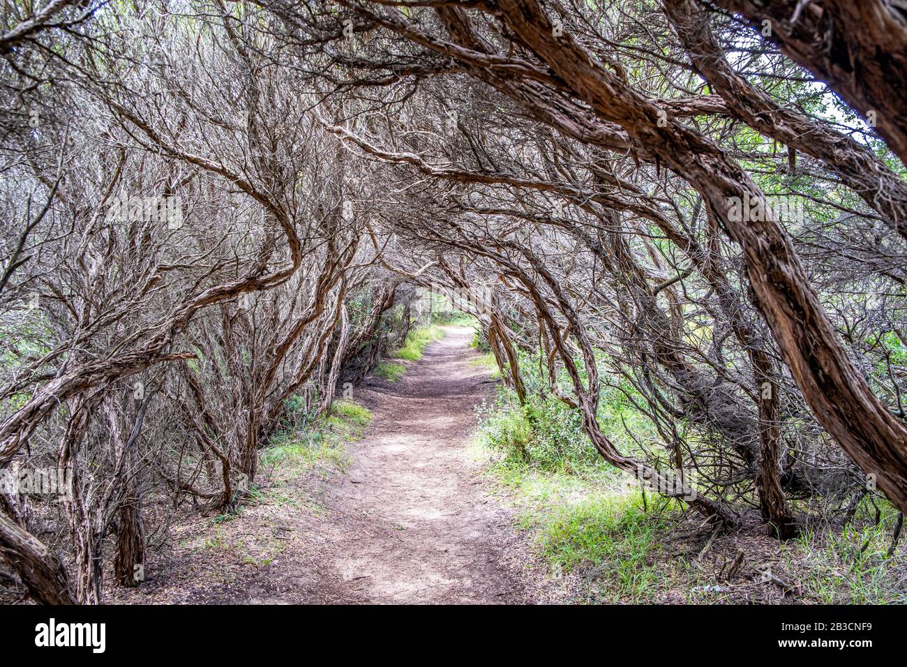 Dry coastal vegetation forming a vault over empty pathway near the ocean in Melbourne, Australia Stock Photo