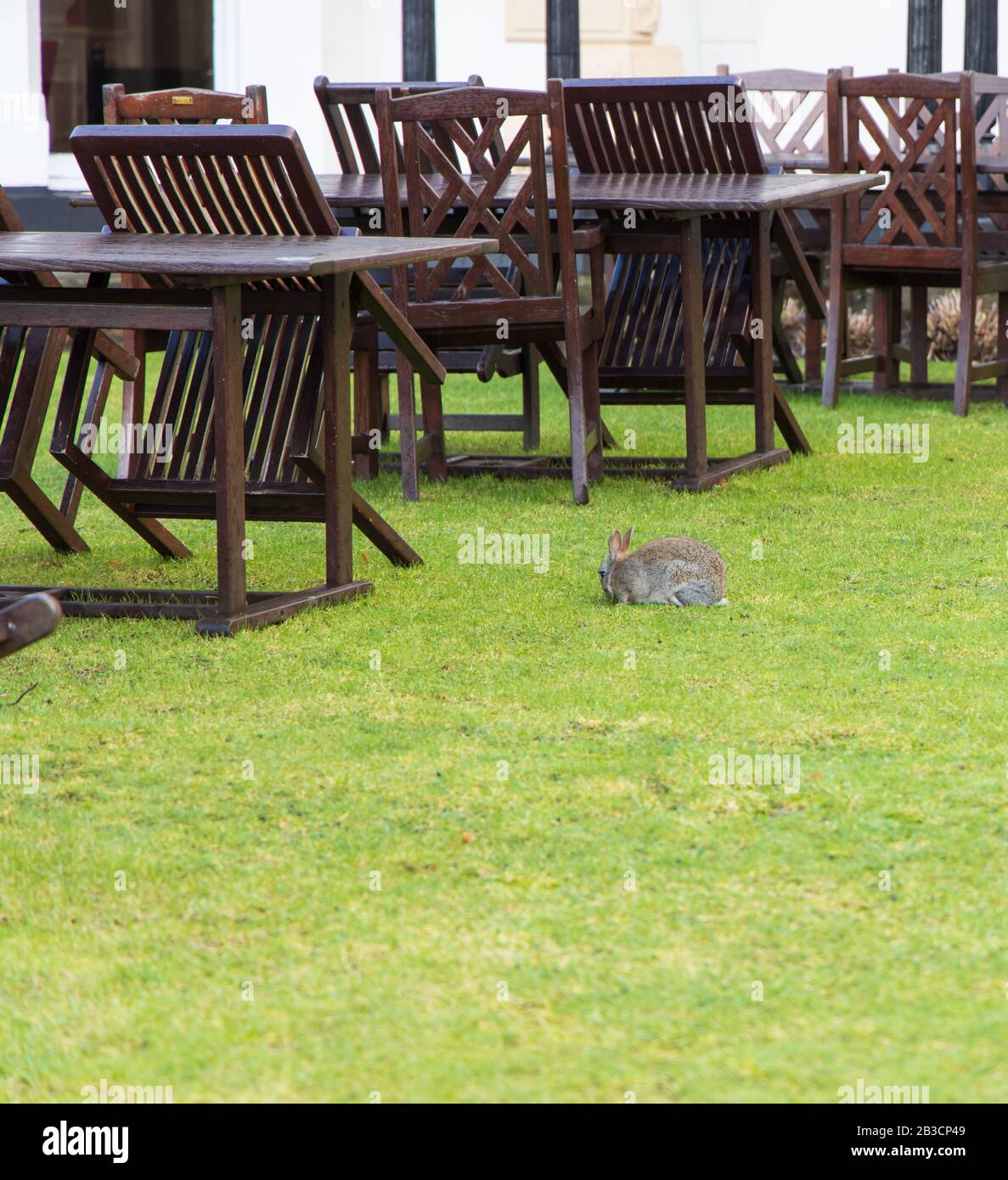 Wild Rabbit wandering Bowness-on-Windermere, Lake District Stock Photo