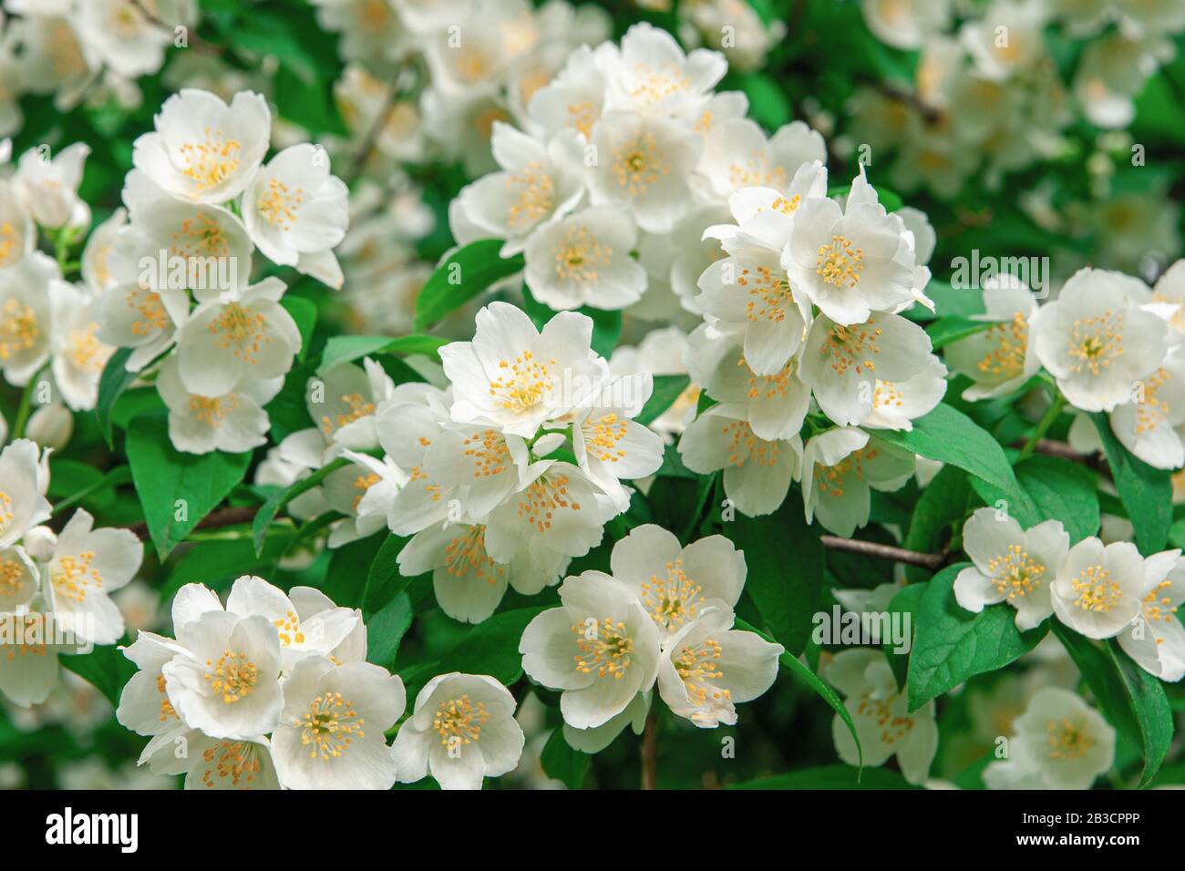 Many blooming jasmine flowers on a jasmine tree outdoors Stock Photo