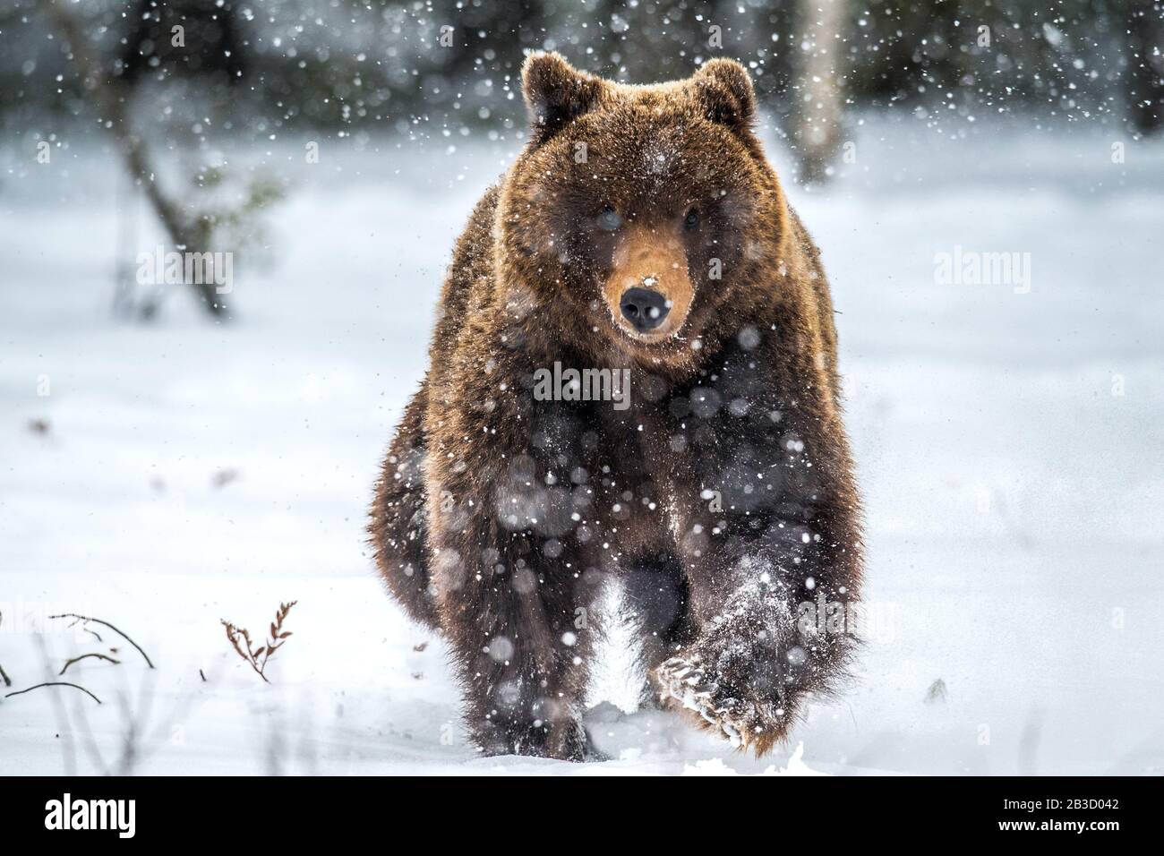 LOOK: Snowfall is starting to get crazy for Browns-Bears Christmas