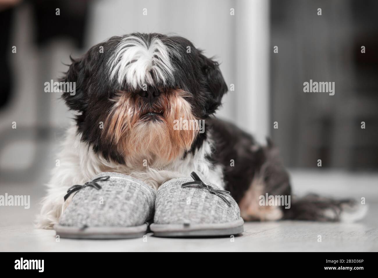 Funny dog, Shih Tzu breed. Sits on a white floor near home slippers. Stock Photo