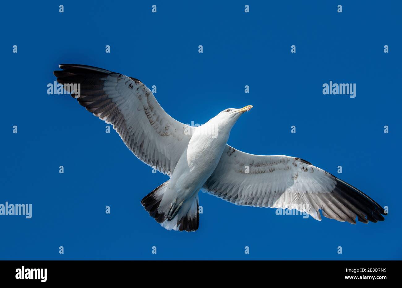 Seagull in flight on blue sky background, view from below. Stock Photo
