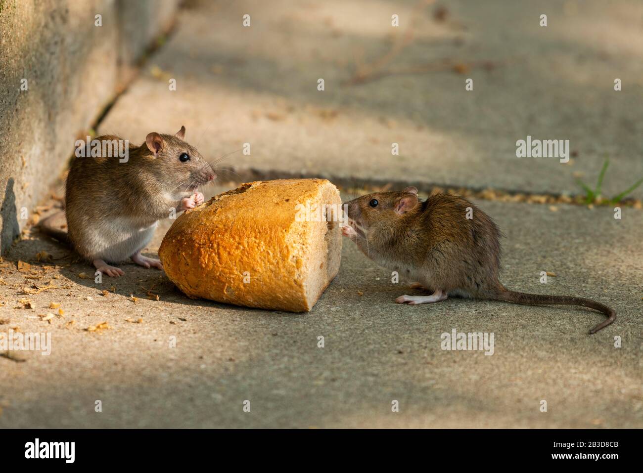 Brown rats (Rattus norvegicus) eating bread, Thuringia, Germany Stock Photo