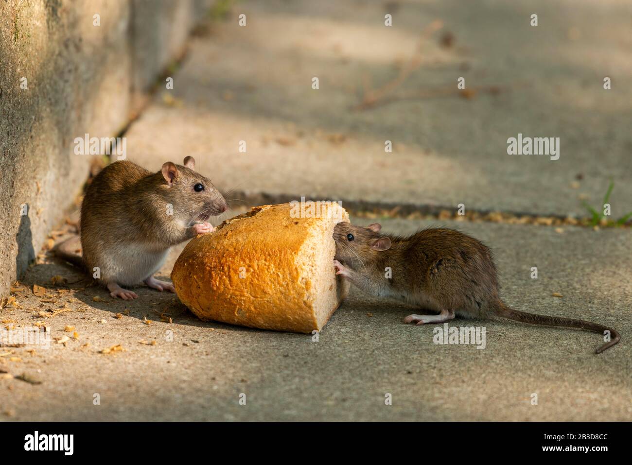 Brown rats (Rattus norvegicus) eating bread, Thuringia, Germany Stock Photo