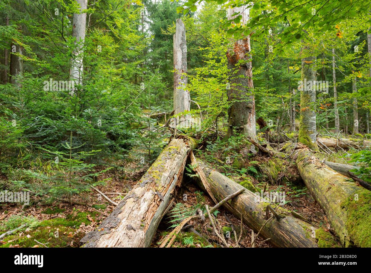 Dead Norway spruces (Picea abies), deadwood, and young trees, forest restoration in the Bavarian Forest National Park, Bavaria, Germany Stock Photo