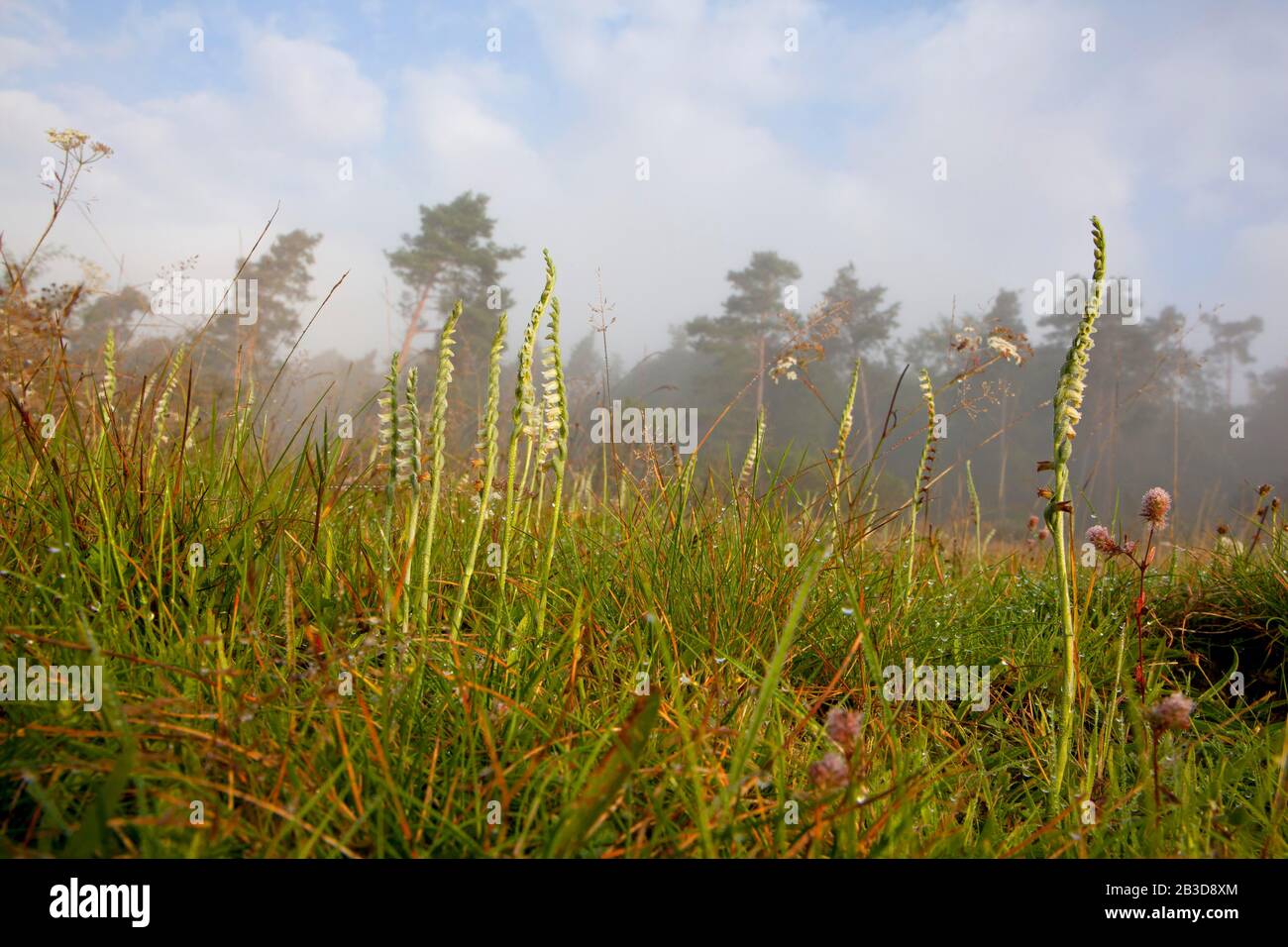 Autumn lady's-tresses (Spiranthes spiralis) on grassland, Ehringshausen, Hesse, Germany Stock Photo
