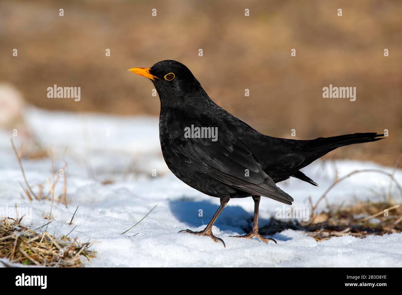Blackbird (Turdus merula), male, sitting on snow-covered ground, Tyrol, Austria Stock Photo