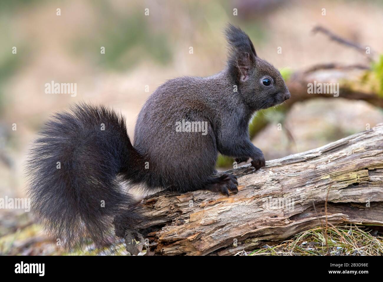 Eurasian red squirrel (Sciurus vulgaris), sitting on a root, Tyrol