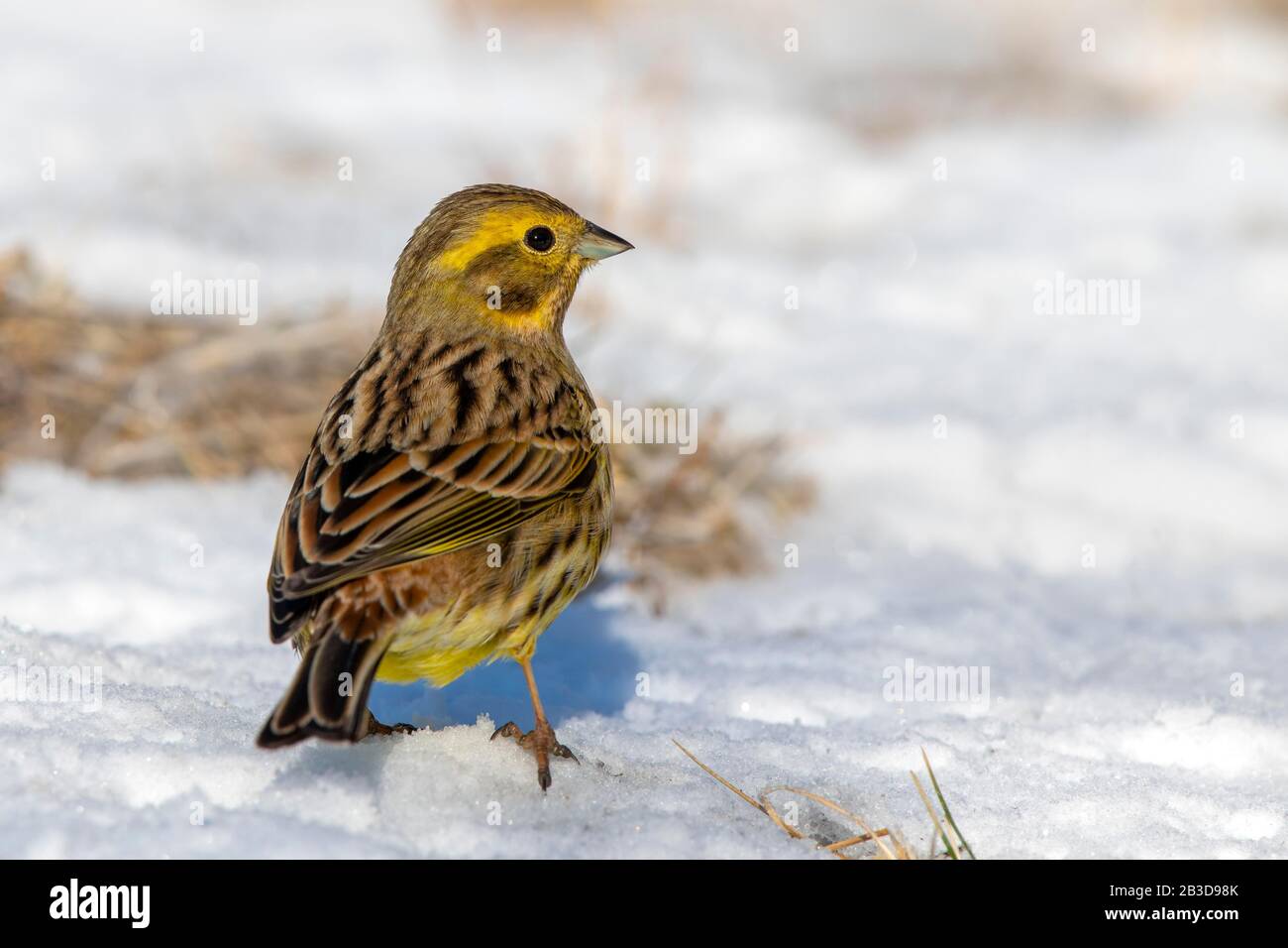 Yellowhammer (Emberiza citrinella), from behind in winter on the snow-covered ground, Tyrol, Austria Stock Photo