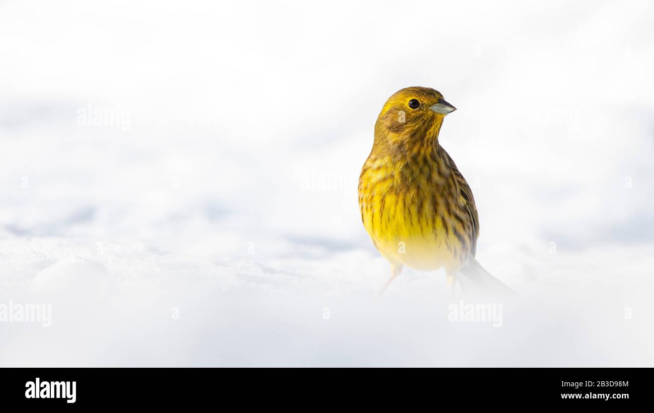 Yellowhammer (Emberiza citrinella), sitting on the snow-covered ground in winter, Tyrol, Austria Stock Photo