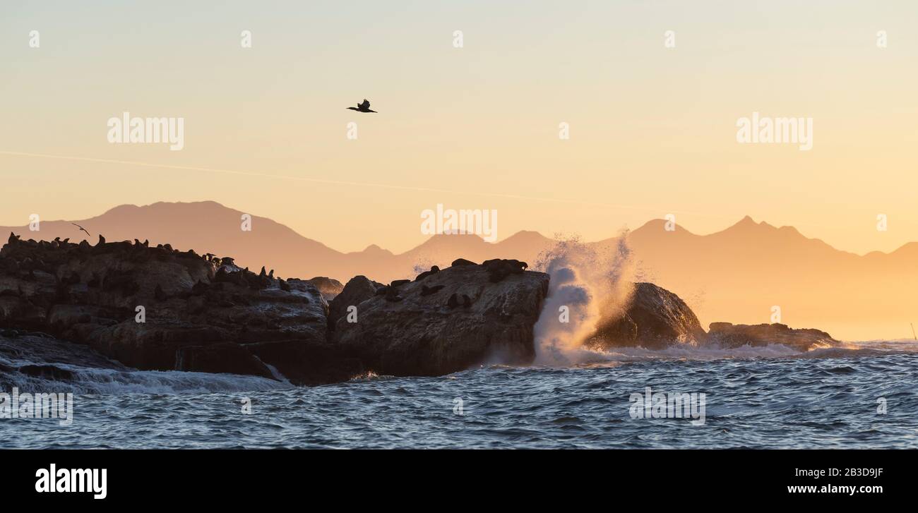 Seascape of storm morning. The colony of seals on the rocky island in the  ocean. Waves breaking in spray on a stone island. Mossel bay. South Africa  Stock Photo - Alamy