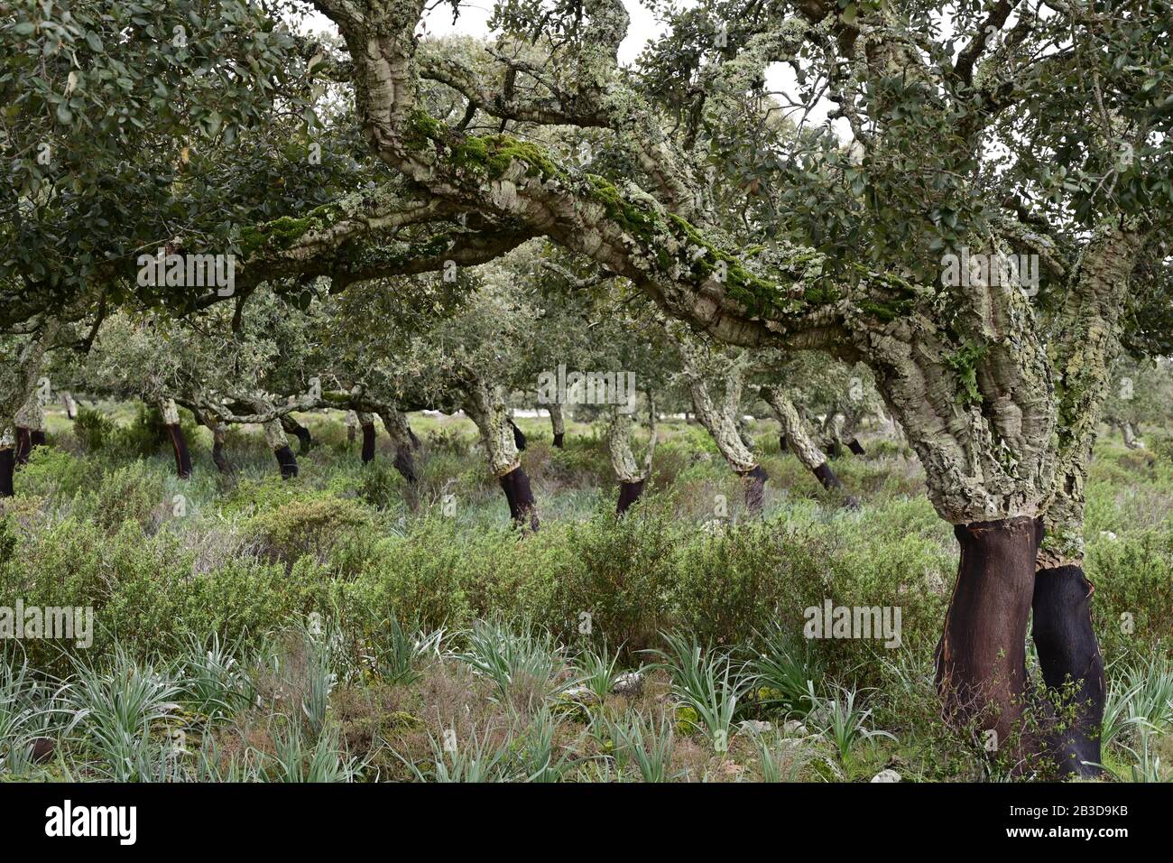 Cork oaks (Quercus suber), plantation during cork harvest, Sardinia, Italy Stock Photo