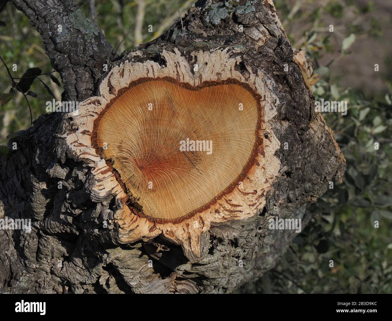 quercus suber