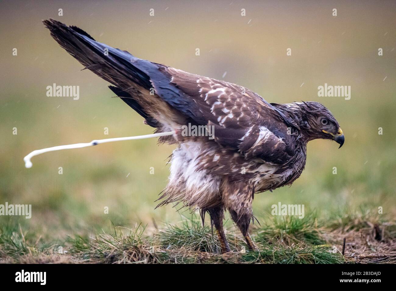 Defecate defecating hi-res stock photography and images - Alamy