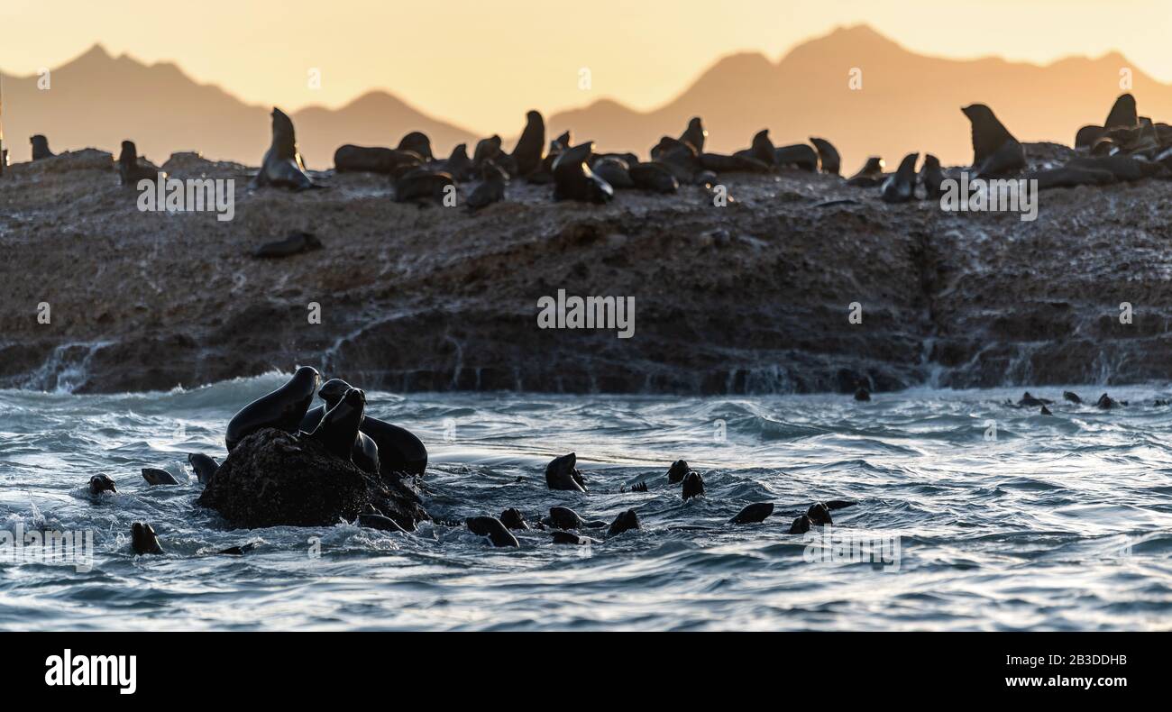 Colony of seals ( Cape Fur Seals ) on the rocky island in the ocean. Sunrise sky, early morning