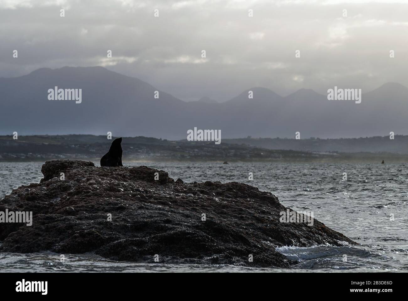 Seascape. The colony of seals ( Cape Fur Seals ) on the rocky island in the ocean.  Mossel bay. South Africa Stock Photo