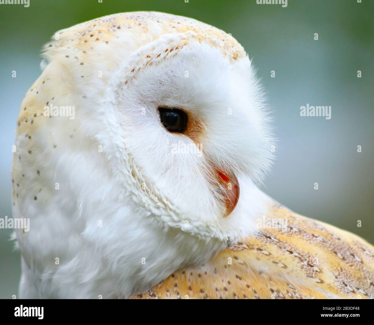 Barn owl Stock Photo