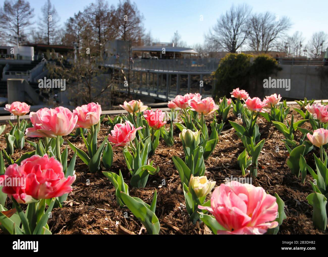 A bed of pink tulips is seen in a close up view with the Myriad Gardens in the background. Stock Photo