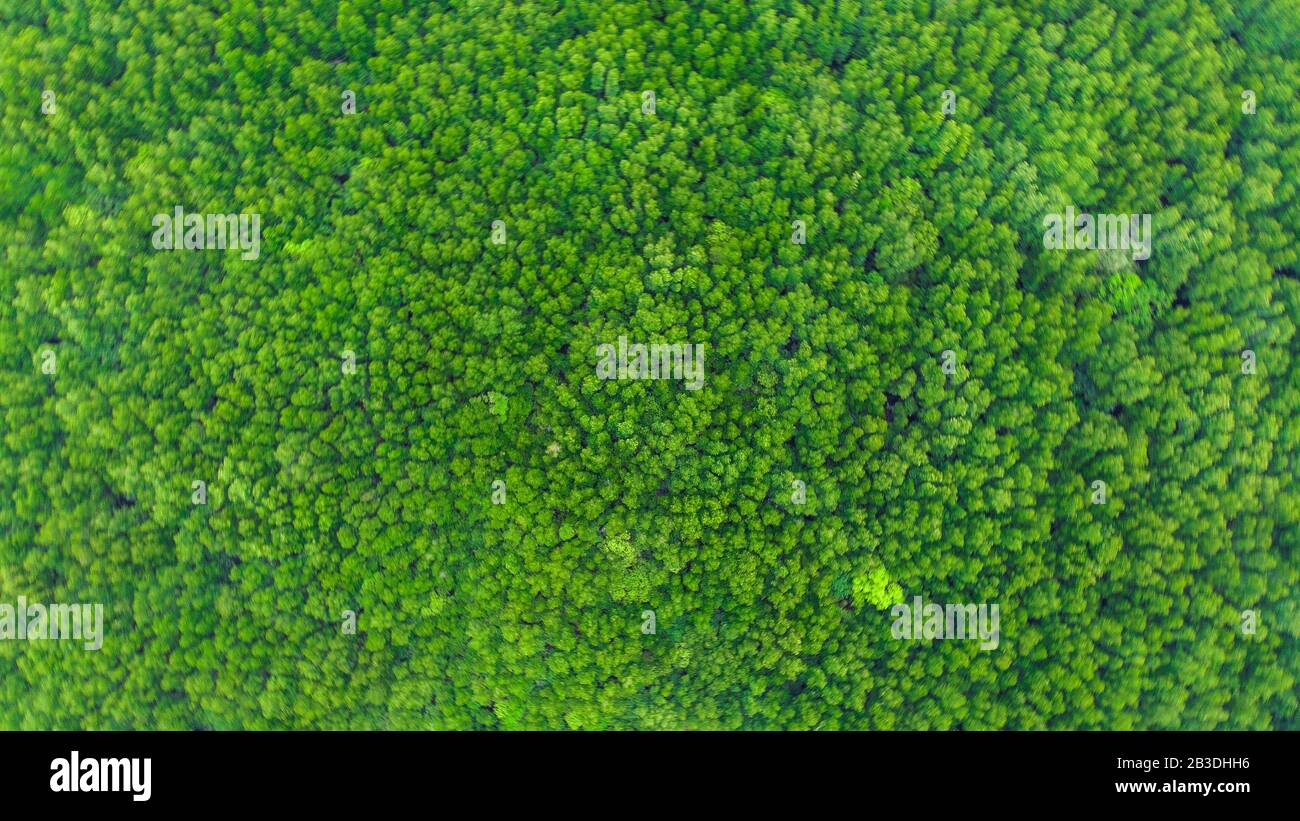 Aerial top view mangrove hi-res stock photography and images - Alamy