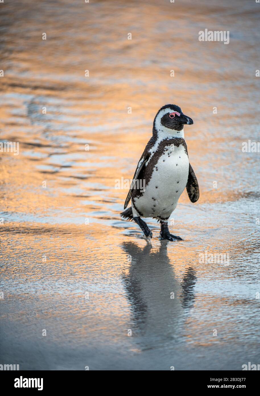 African penguin on the sandy beach at evening twilight. African penguin