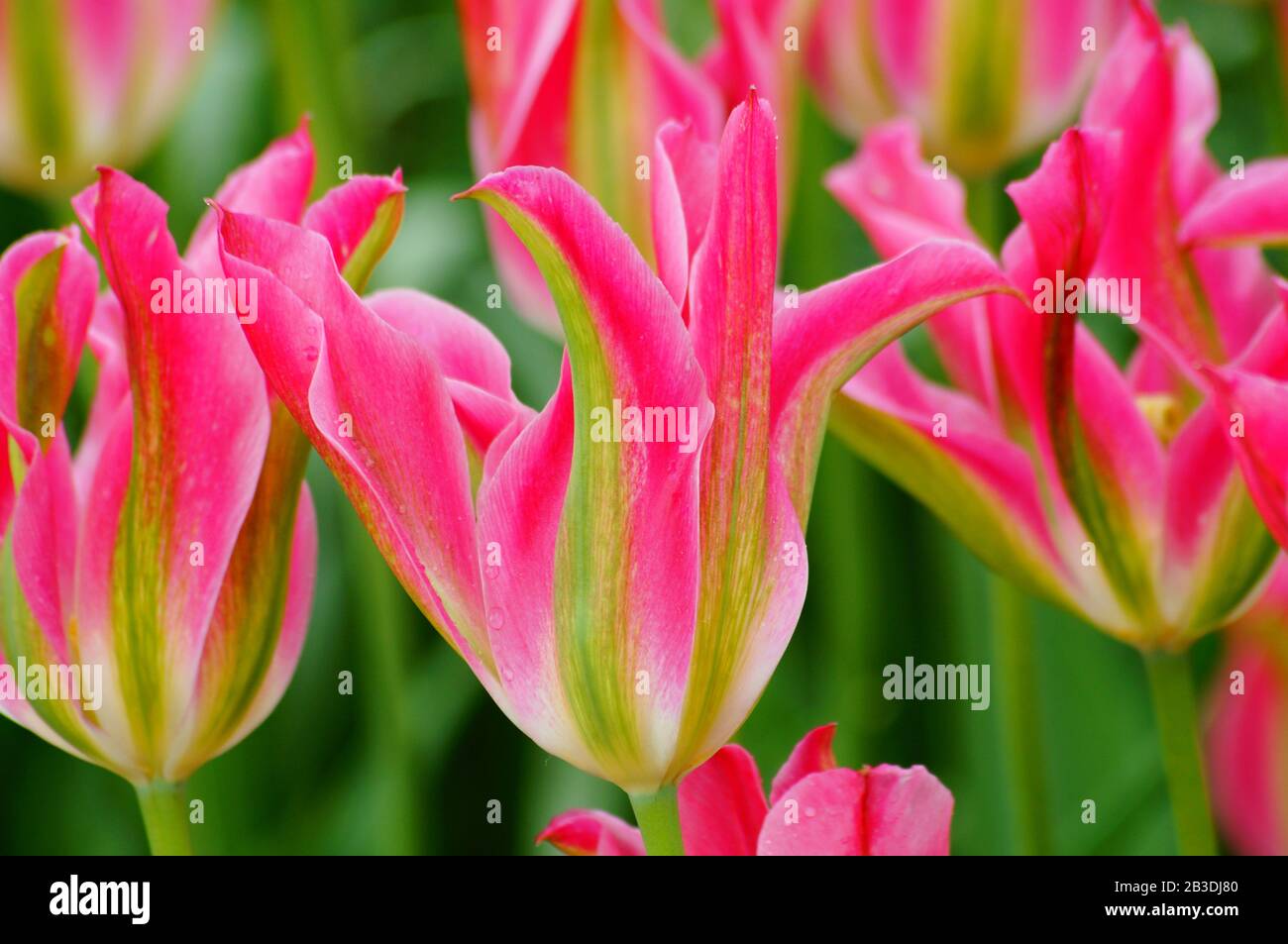 Pink tulips at La Conner tulip festival Stock Photo Alamy