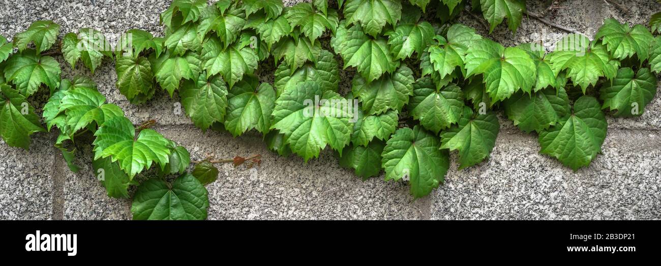 Mint Foliage Motion Vector White Background. Realistic Greens Plant. Grassy Leaf Swirl Template. Leaves Nature Pattern. Stock Photo