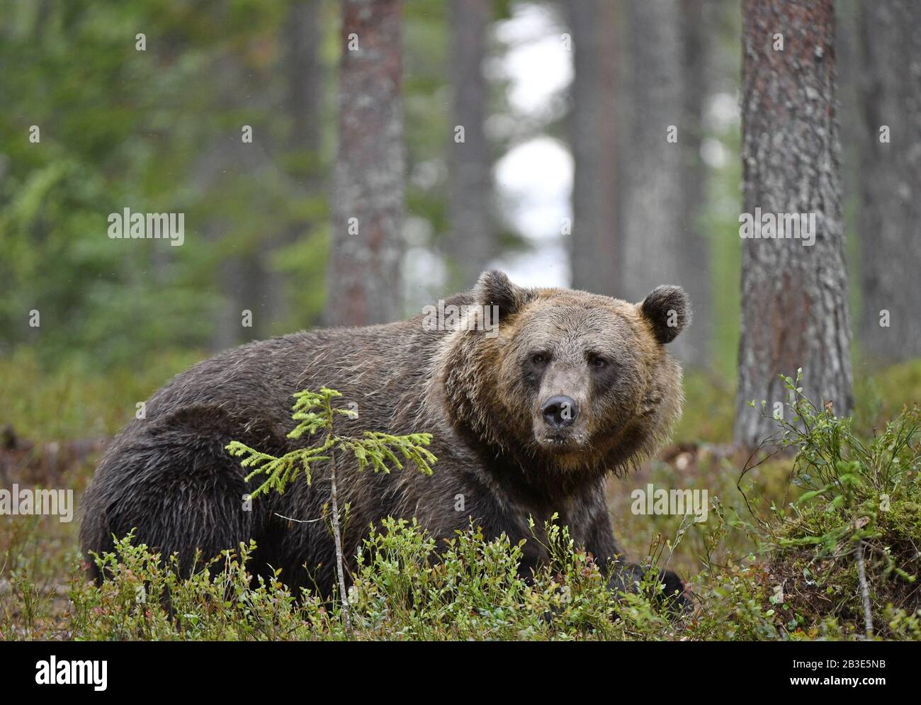 Brown bear in the summer forest. Green forest natural background ...