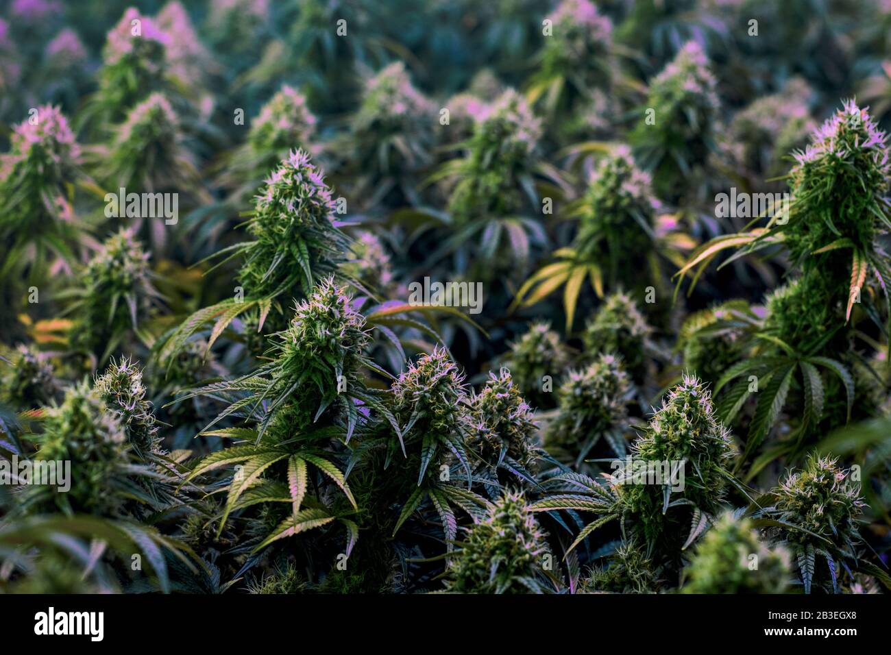 Multiple mature indoor medical recreational marijuana cannabis industry plants with large developed cola flowers Stock Photo