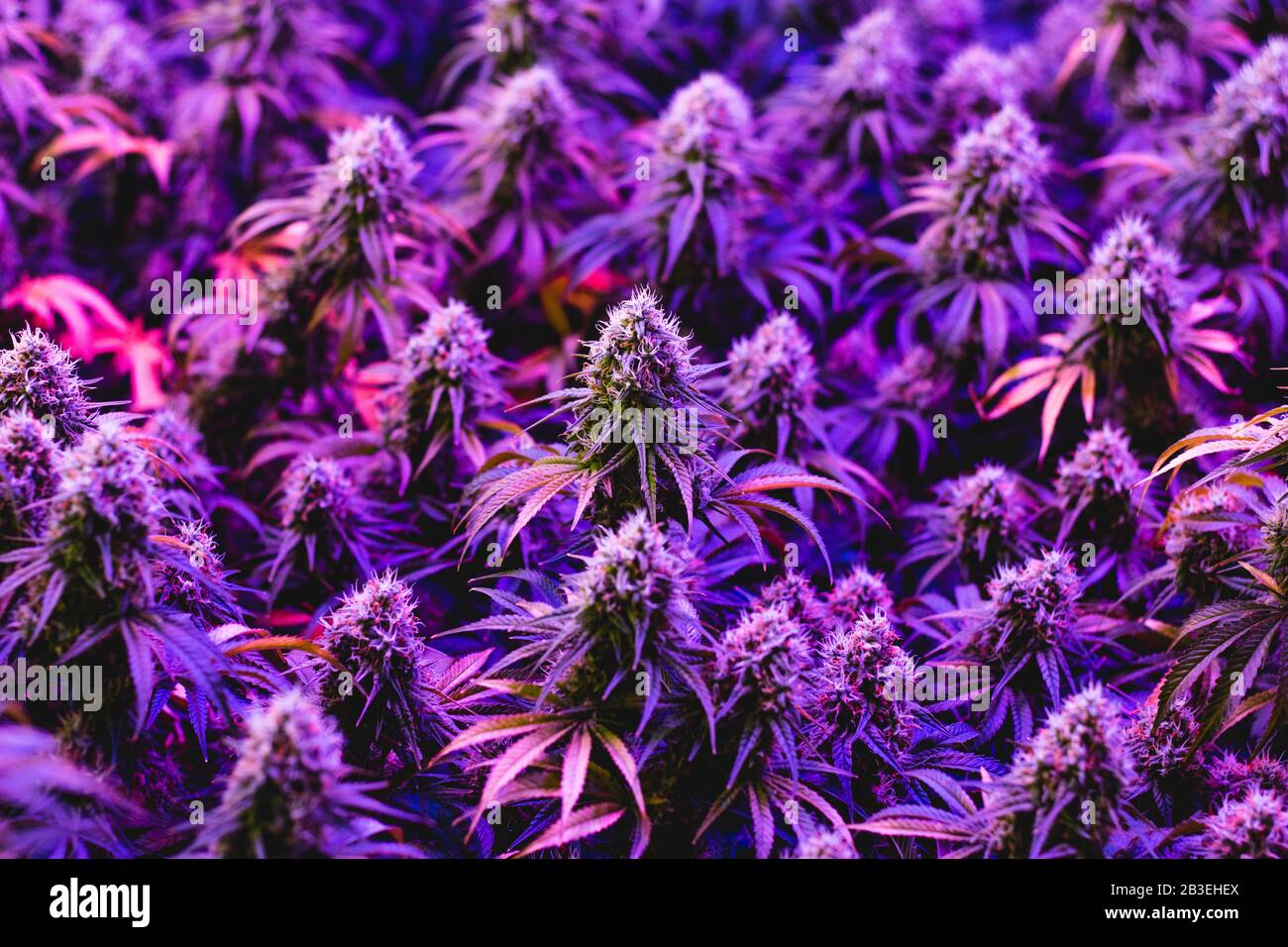 Multiple purple mature indoor medical recreational marijuana cannabis industry plants with large developed cola flowers Stock Photo